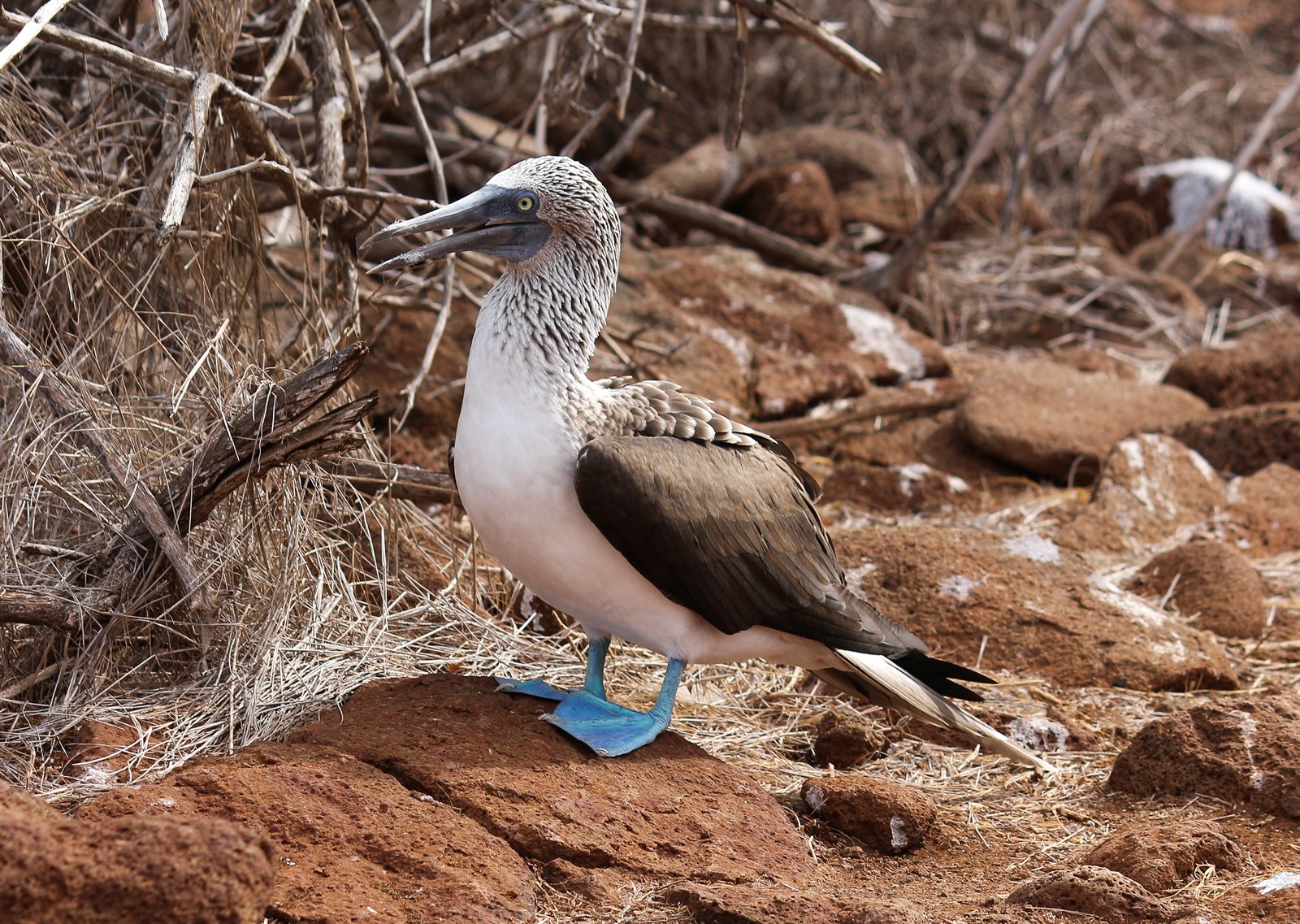 Blue-footed booby standing among volcanic rocks on North Seymour Island