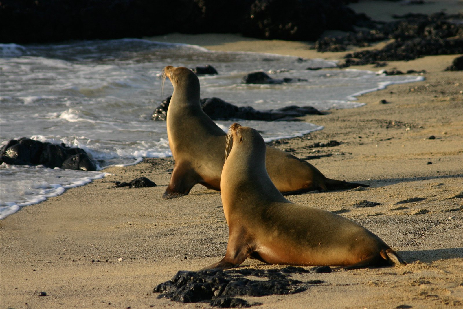 Three Galapagos sea lions resting on an Isabela Island beach