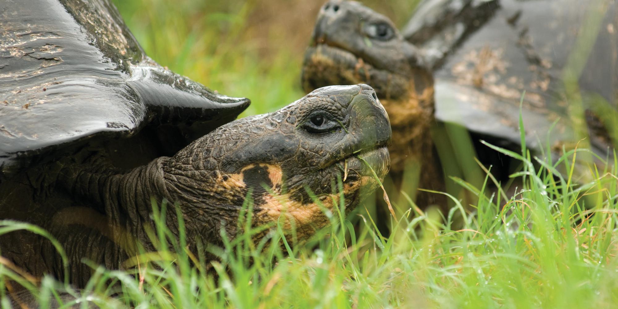 Giant tortoises in the Santa Cruz highlands
